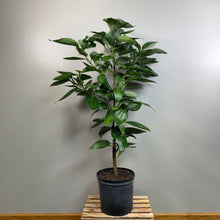 Load image into Gallery viewer, Canela 'Cinnamon Bark Tree'