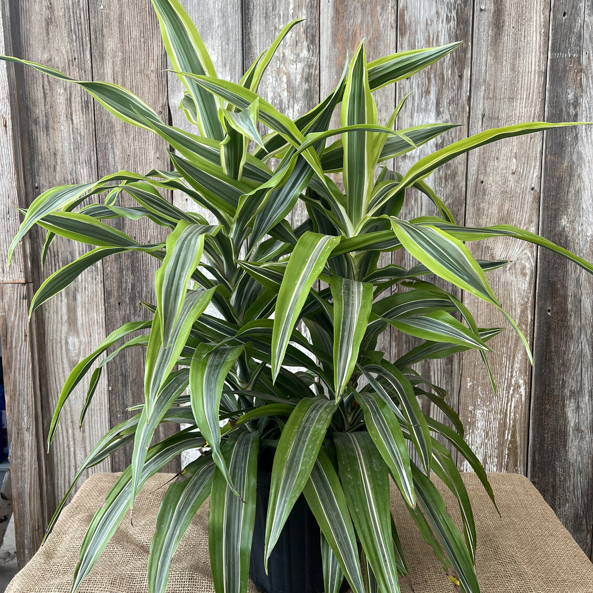 dracaena white and green Dracaena 'Lemon Lime'