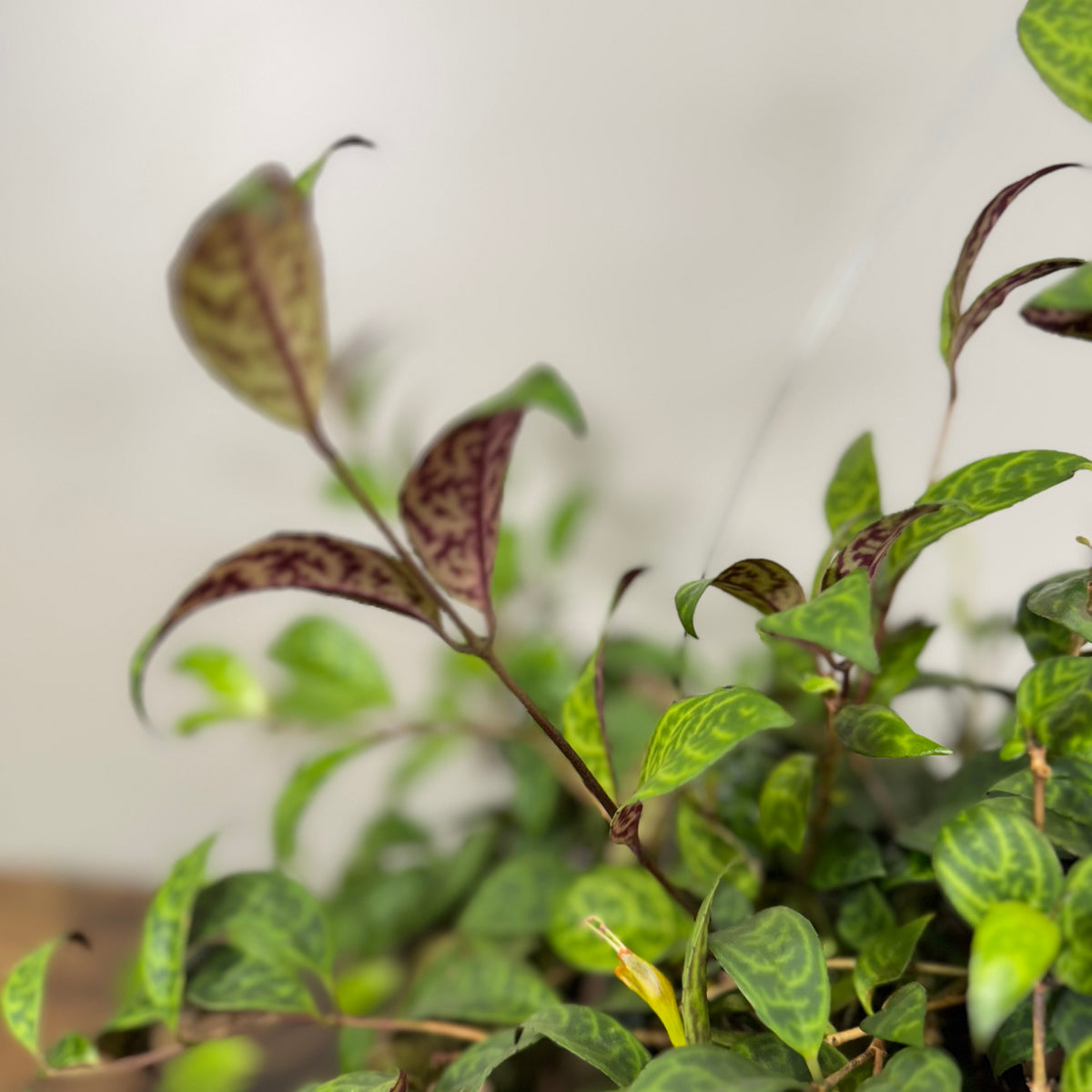 Aeschynanthus 'Black Pagoda' Lipstick Plant - Vibrant Foliage