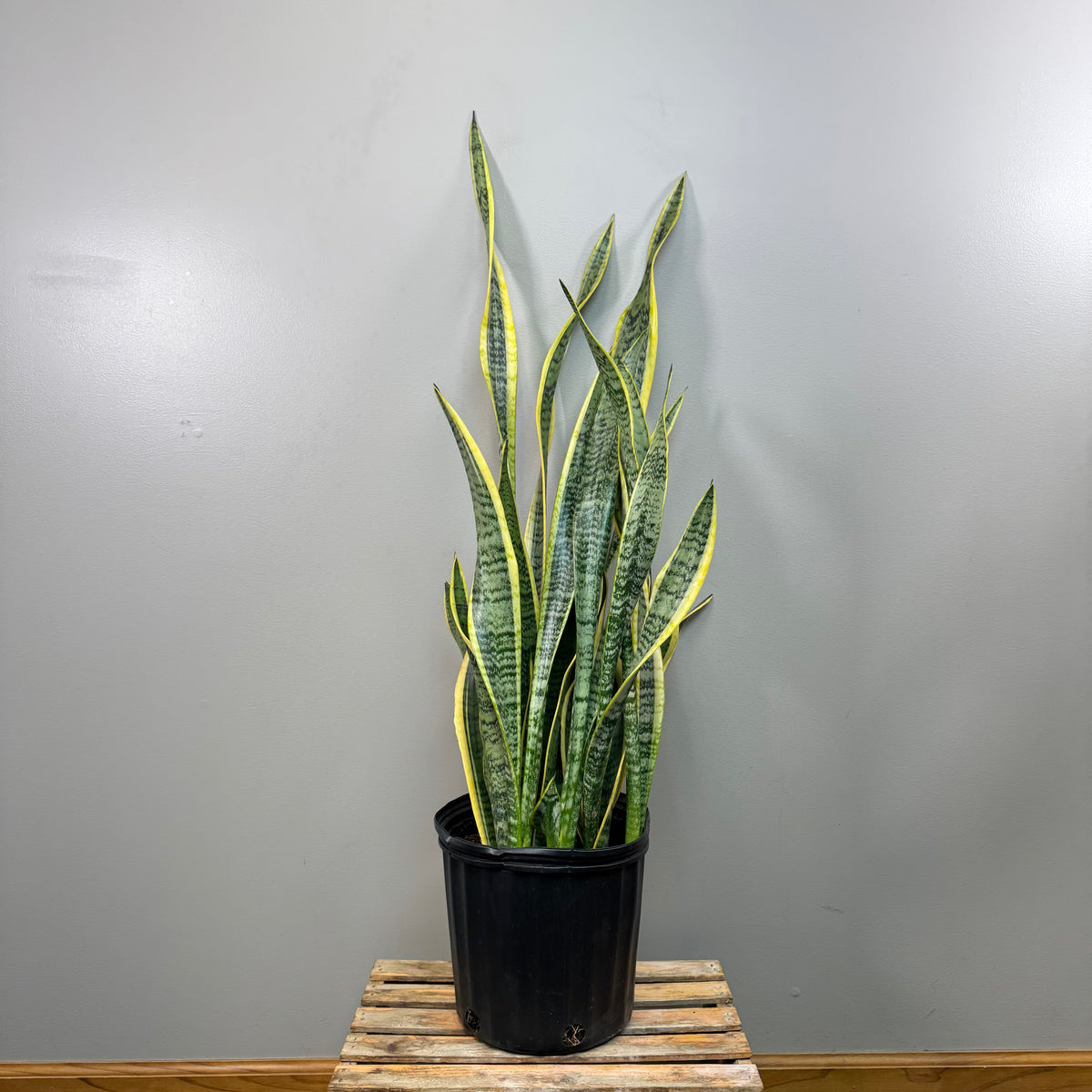 Sansevieria 'Laurentii' Snake Plant: Low-Maintenance Beauty – Wasson Nursery