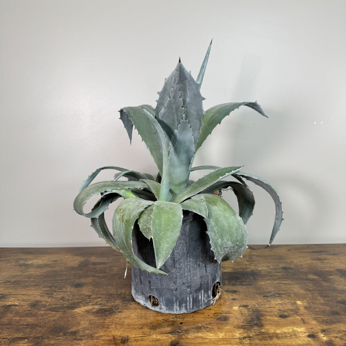 Agave Assorted