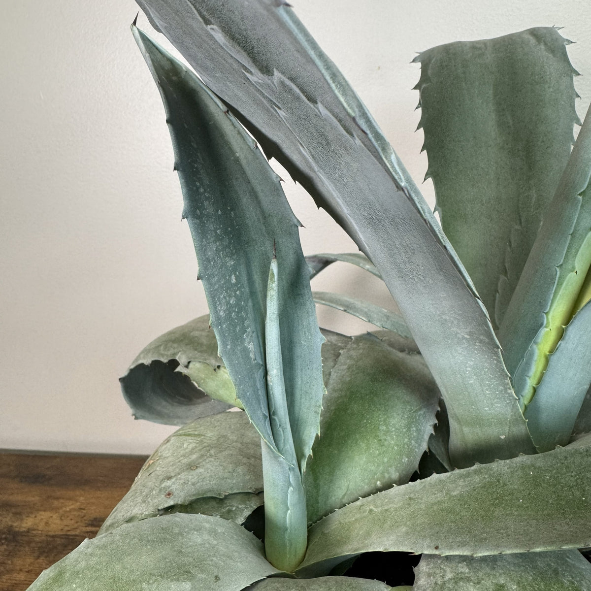 Agave Assorted - Striking Tropical Foliage Plant – Wasson Nursery