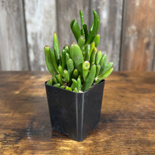 Load image into Gallery viewer, Succulent Assorted