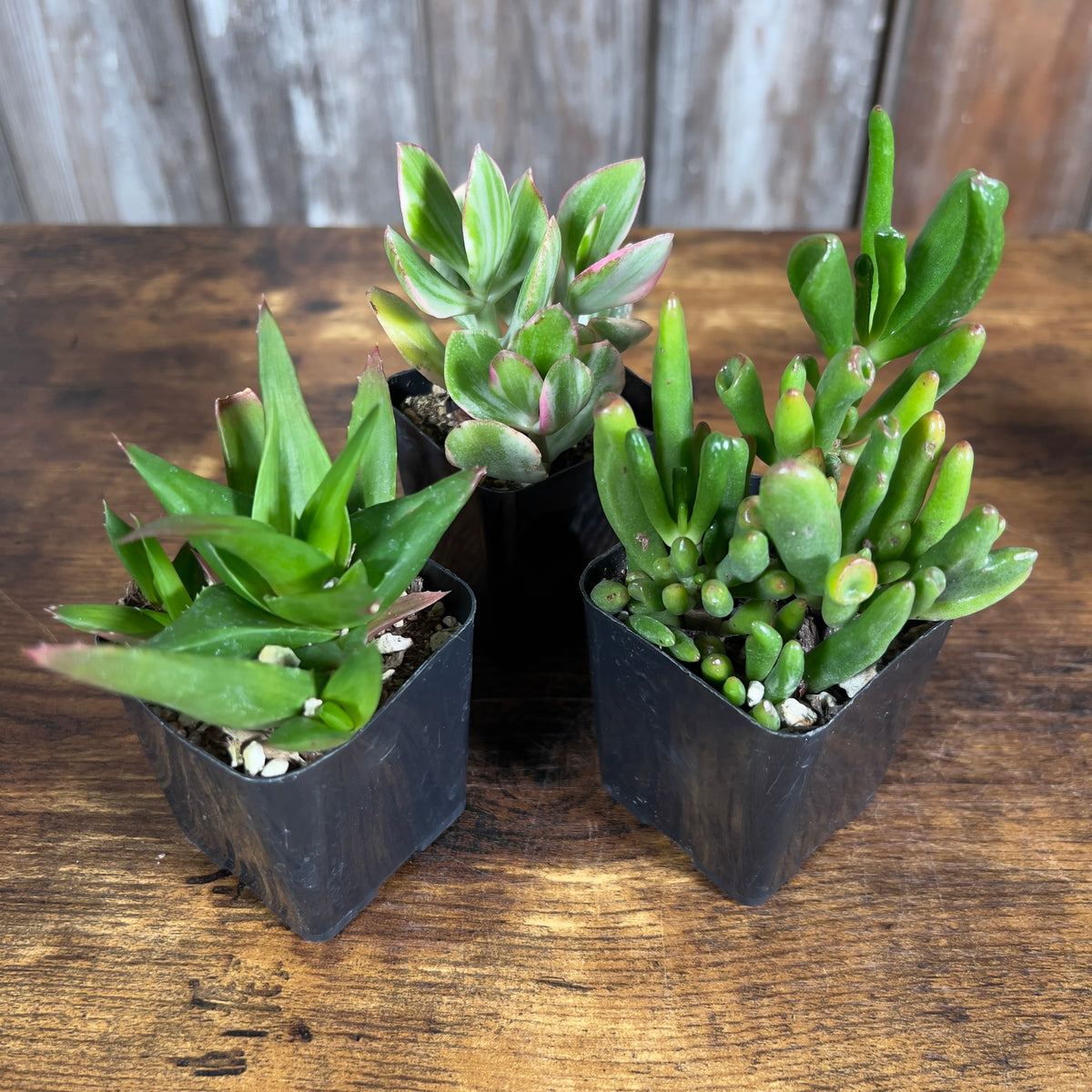 group of succulents Succulent Assorted by Tropicals & Houseplants – Wasson Nursery