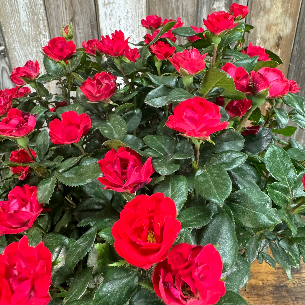 Rose KO Petite: Compact, Vibrant & Disease-Resistant Shrub