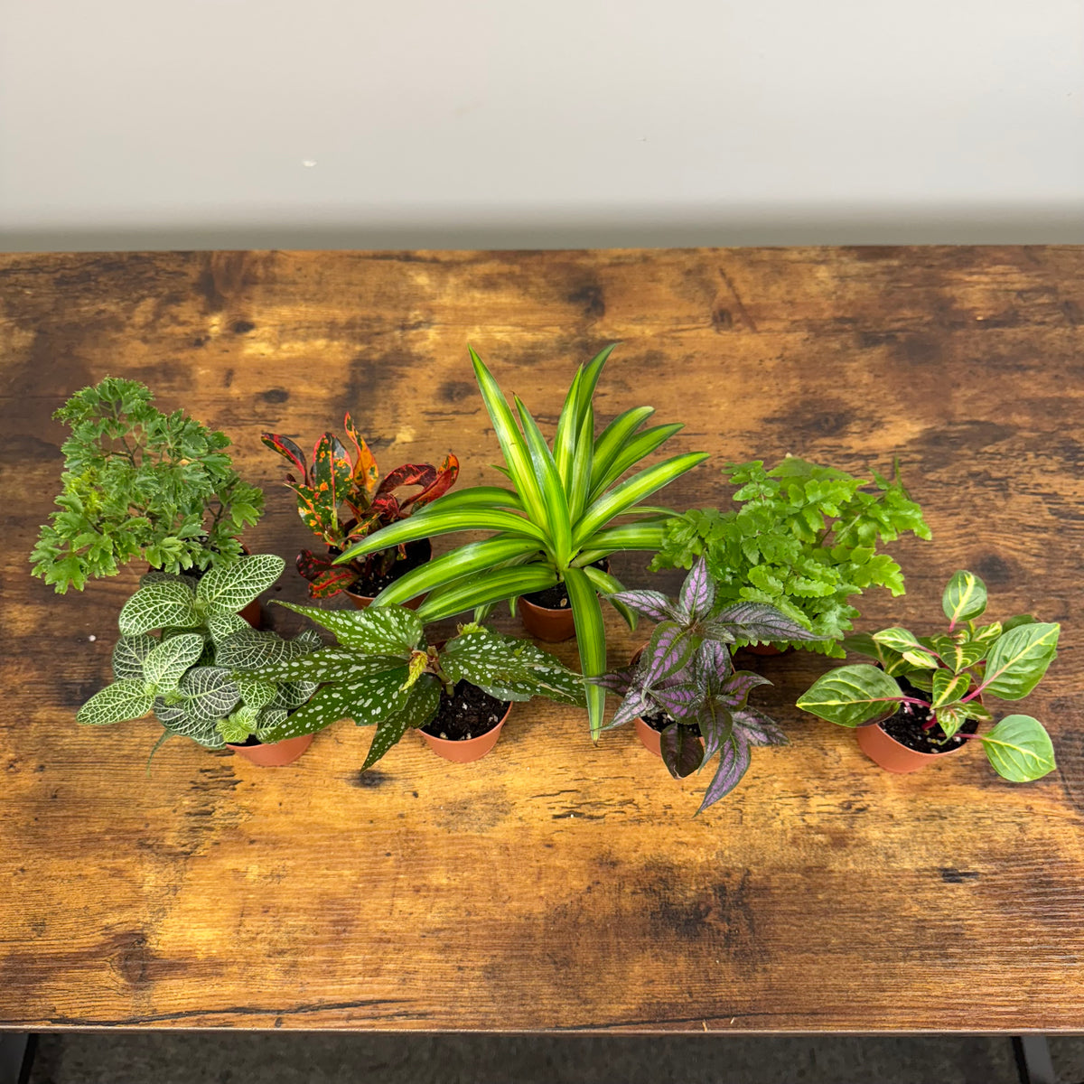 Terrarium Plants Assorted
