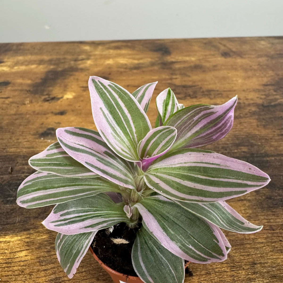 Tradescantia 'Nanouk' - Vibrant Indoor Tropical Plant – Wasson Nursery