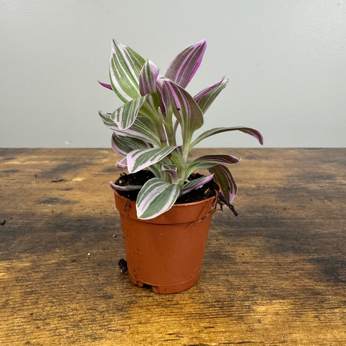 Tradescantia 'Nanouk' - Vibrant Indoor Tropical Plant – Wasson Nursery