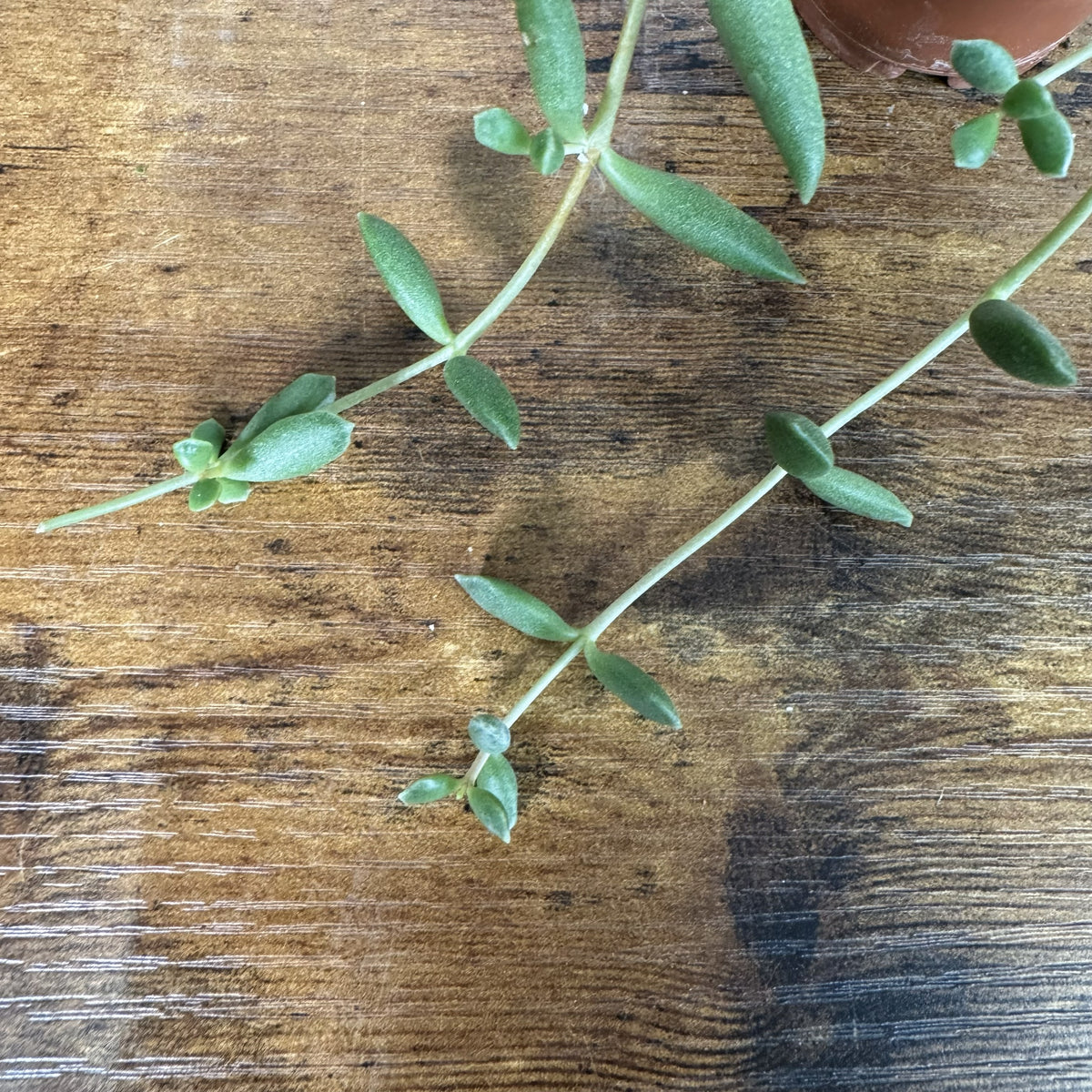 string of beans hanging plant Senecio 'String of Beans'