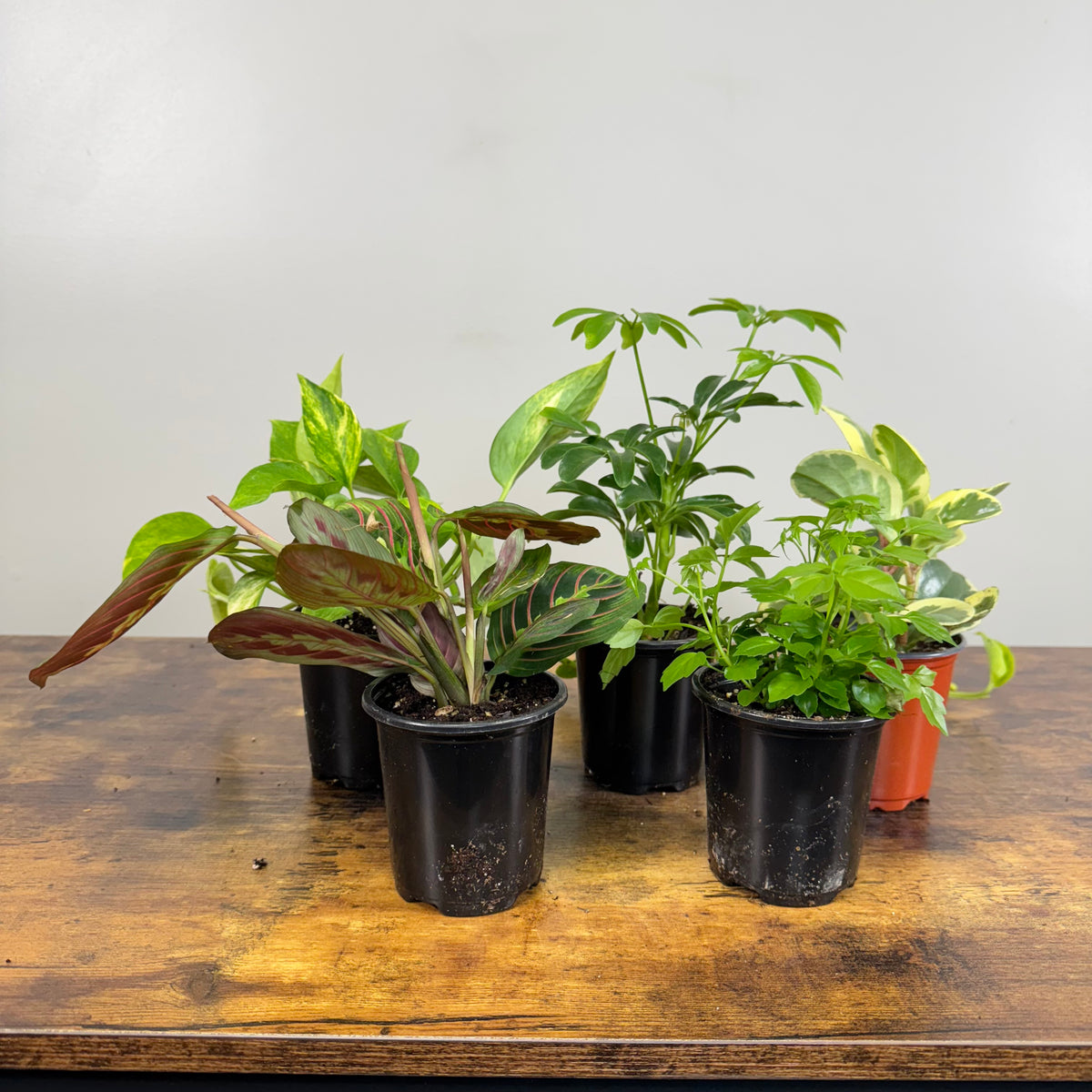 small indoor plants for table Tropical Houseplants Assorted