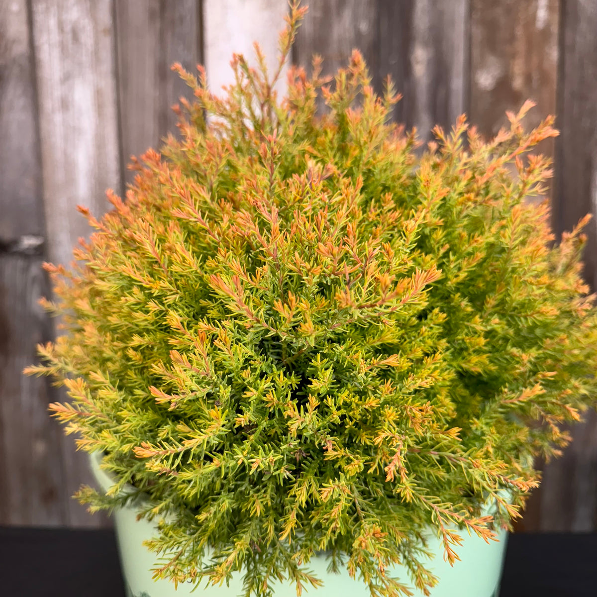Arborvitae Fire Chief - Vibrant Evergreen Shrub – Wasson Nursery