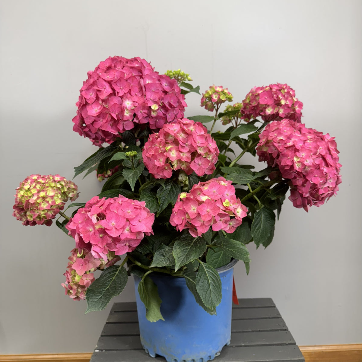 ブランシュローズ Hydrangea (Bigleaf) Summer Crush – Wasson Nursery