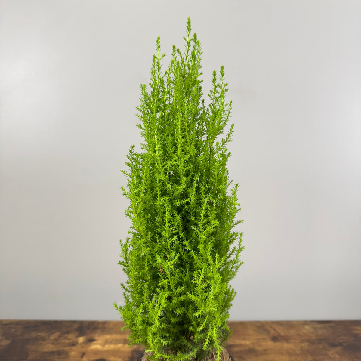 Cypress Goldcrest  Wasson Nursery