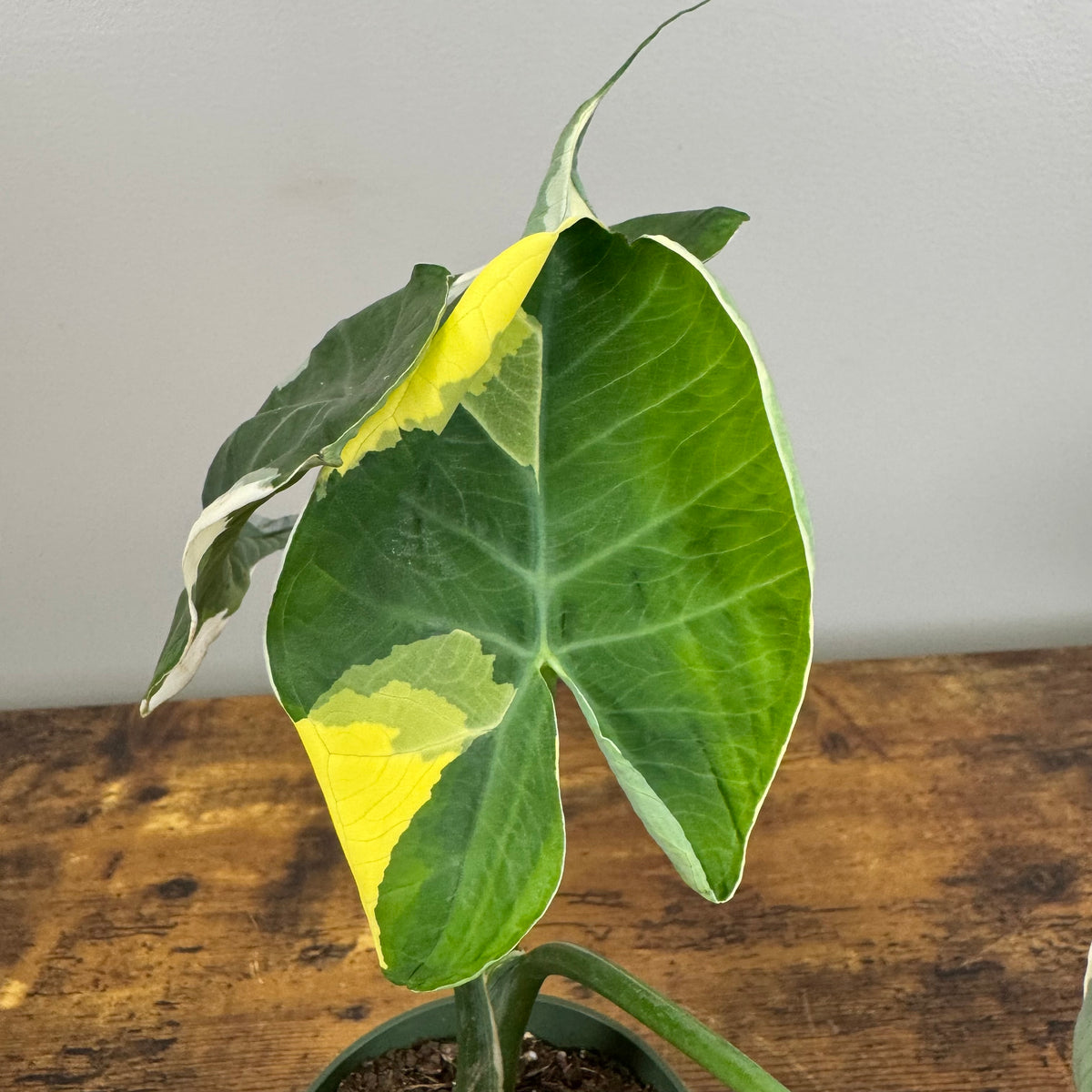 mickey mouse elephant ear plant Alocasia 'Mickey Mouse'