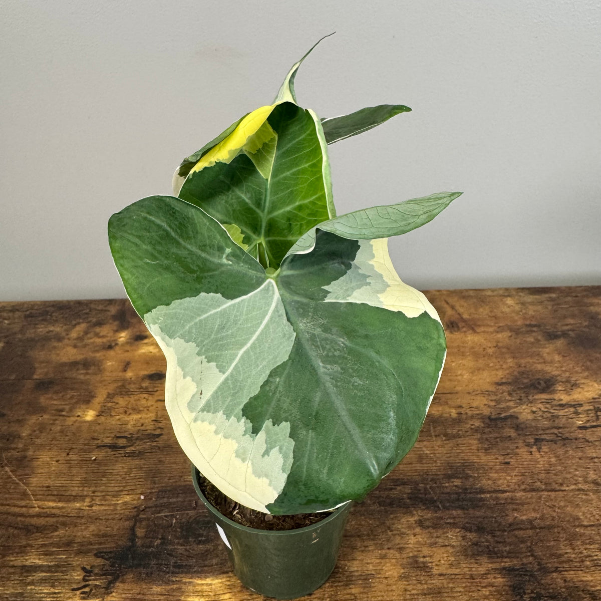 Alocasia 'Mickey Mouse'