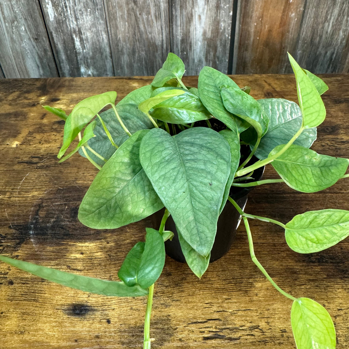 cebu plant Epipremnum 'Cebu Blue' Pothos