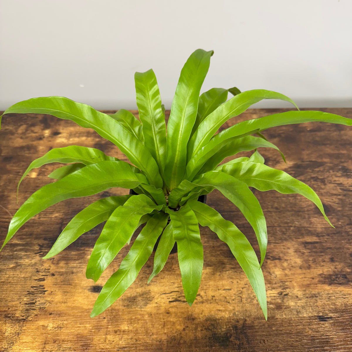 birds nest fern online Asplenium 'Bird's Nest Fern'
