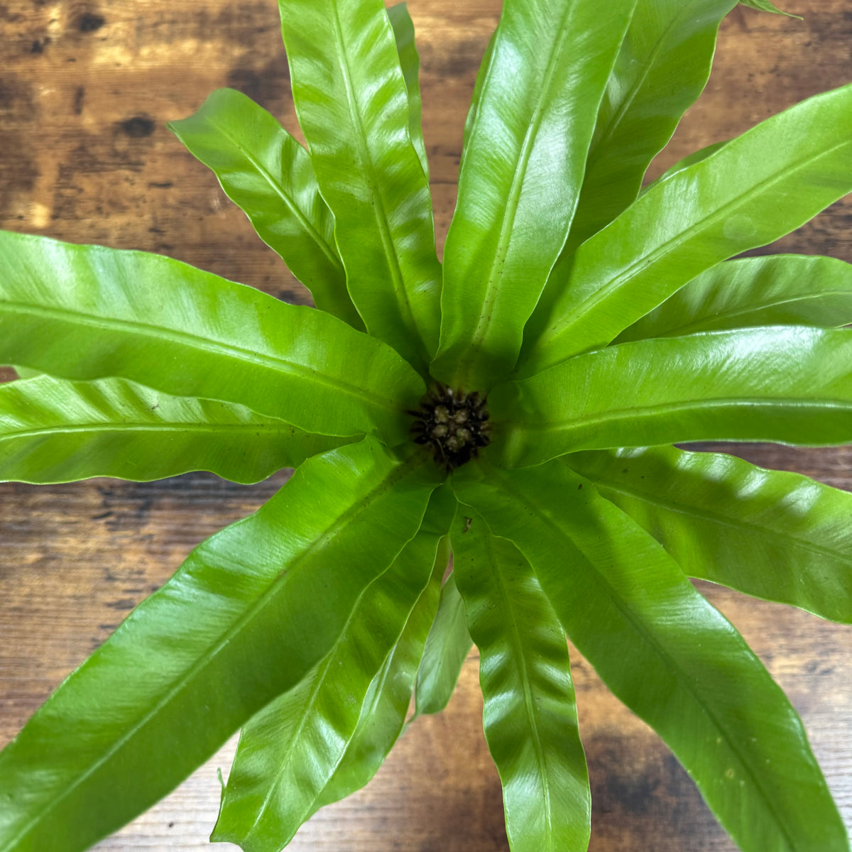 bird's nest fern scale Asplenium 'Bird's Nest Fern'