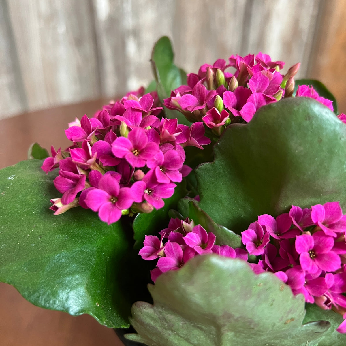 kalanchoe blooming succulent Vibrant Kalanchoe Succulents