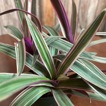 Load image into Gallery viewer, Oyster Plant Tricolor