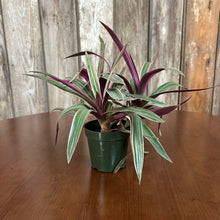 Load image into Gallery viewer, Oyster Plant Tricolor