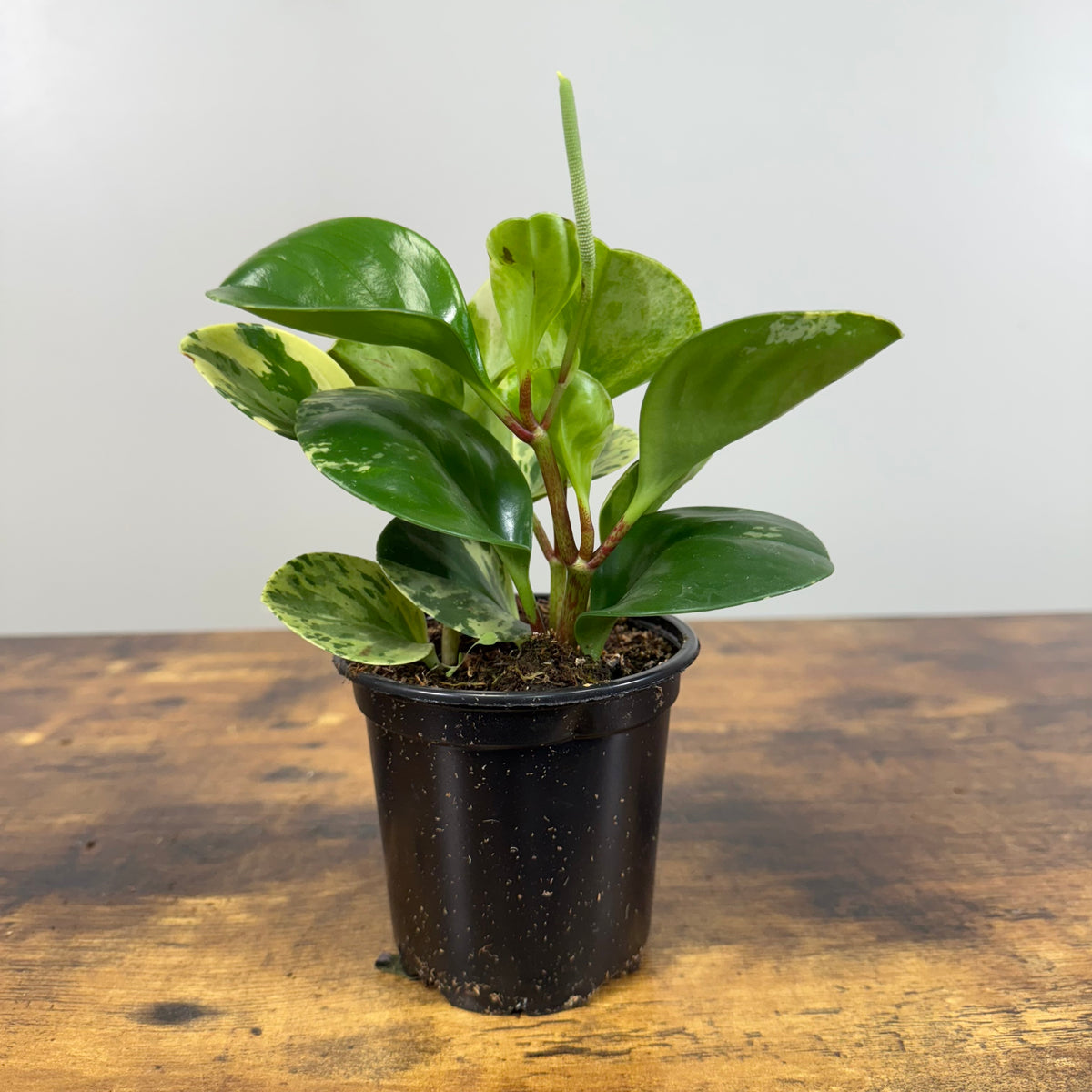 indoor plants peperomia Peperomia 'Marble'