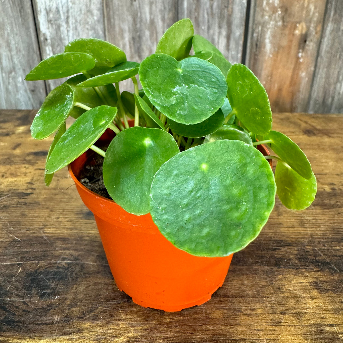 chinese money plant cost Pilea 'Chinese Money Plant'