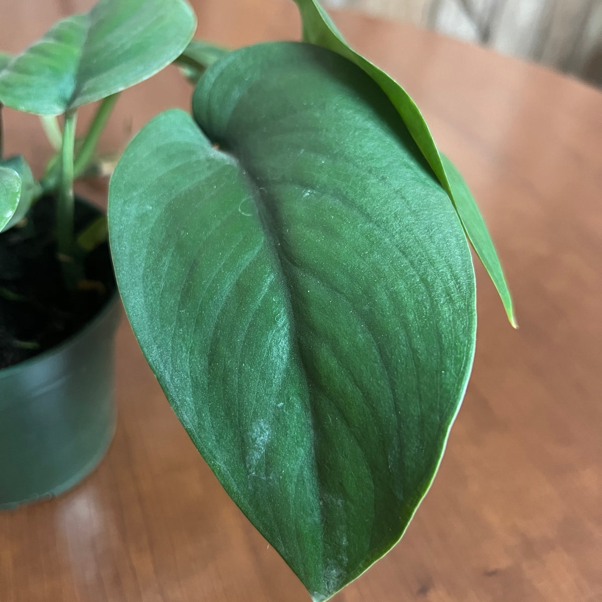 pothos jade satin Scindapsus 'Jade Satin' – Wasson Nursery