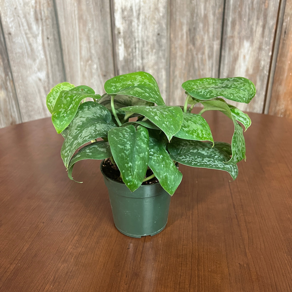 satin pothos silver splash Scindapsus 'Silver Satin' Pothos