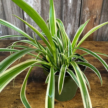 Load image into Gallery viewer, Chlorophytum 'Reverse' Spider Plant