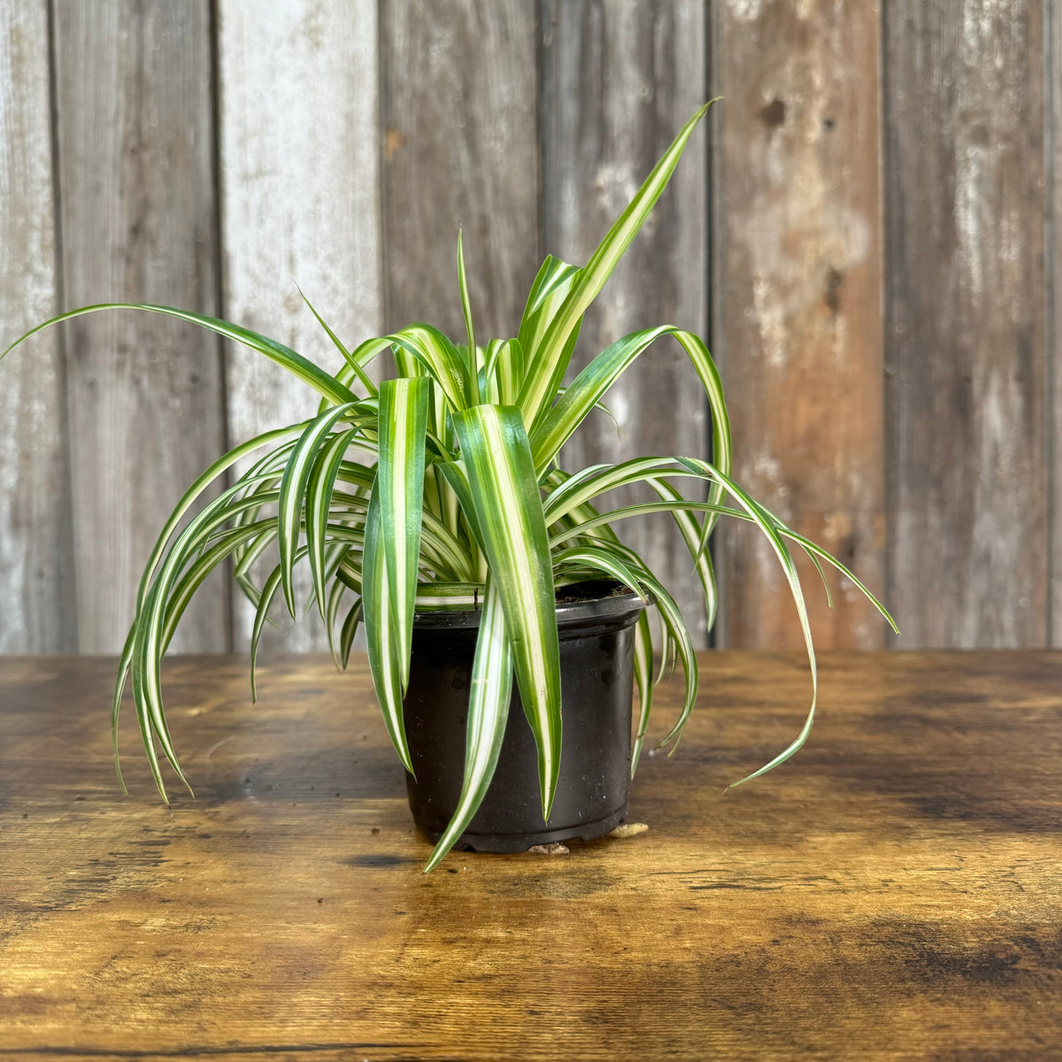 spider plant scientific name Chlorophytum 'Vittatum' Spider Plant