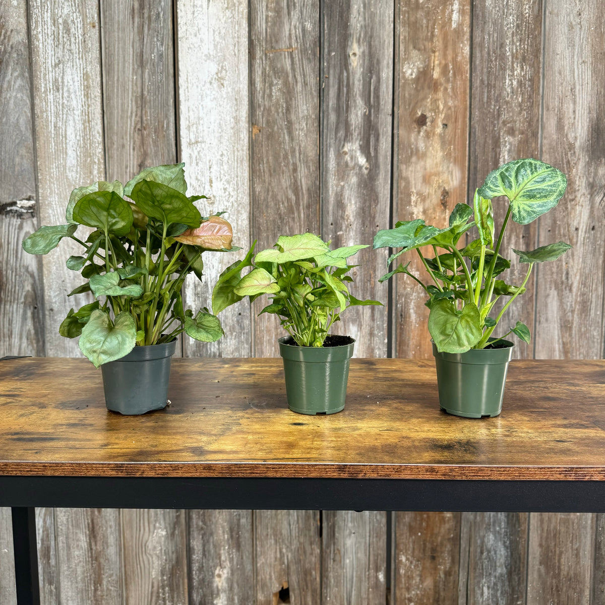 syngonium plant indoor Syngonium Assorted