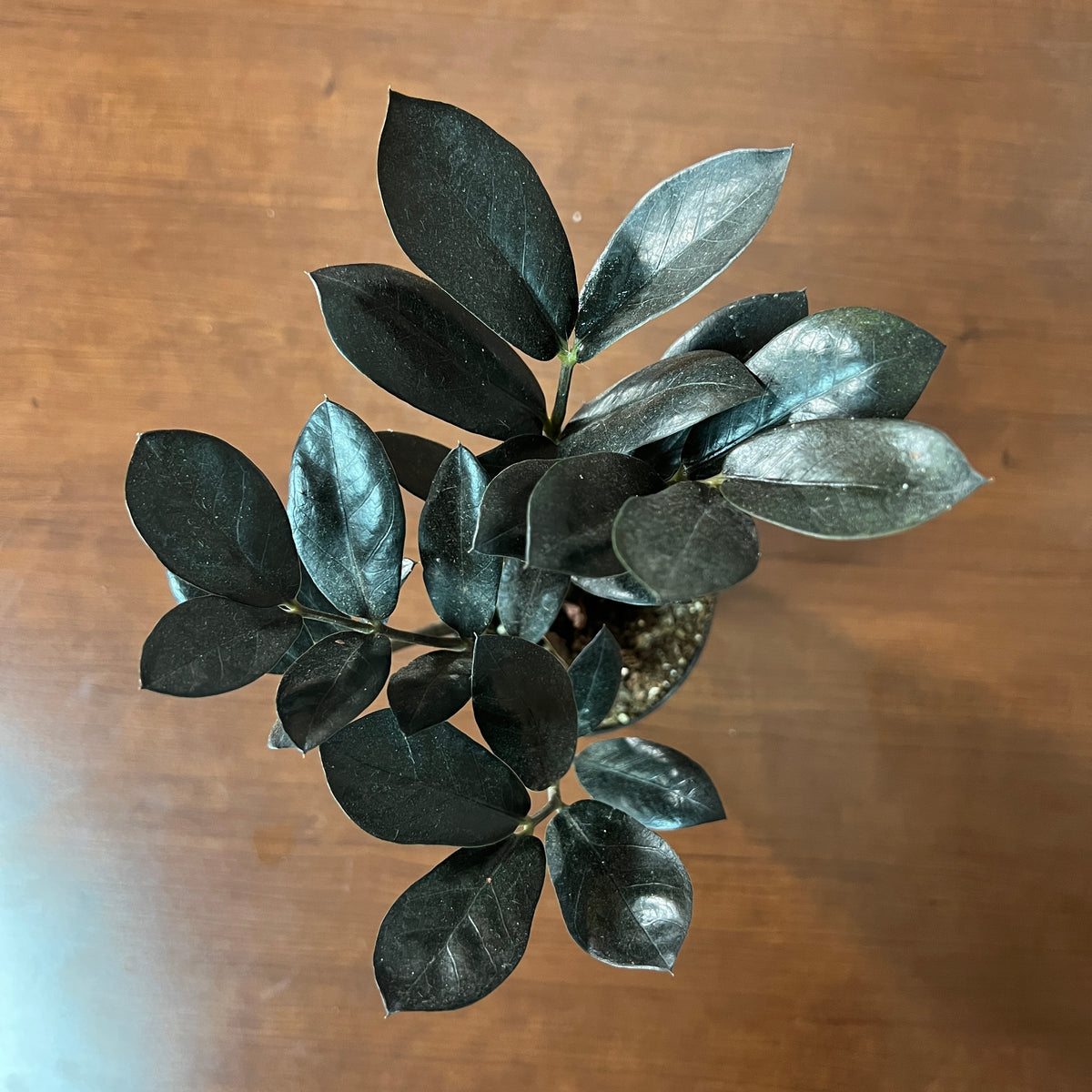 raven zz plant scientific name Zamioculas 'Raven' ZZ Plant