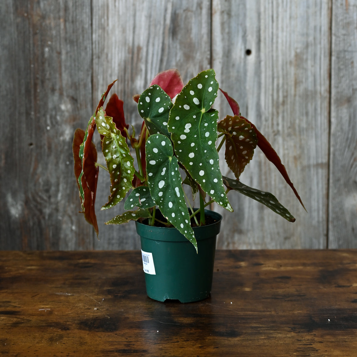 dotted leave house plant Begonia Maculata 'Polka Dot'
