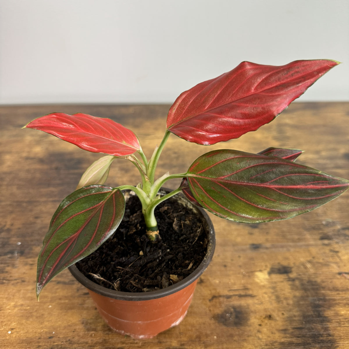 red aglaonema plant Aglaonema 'Red Vein' Chinese Evergreen – Wasson Nursery