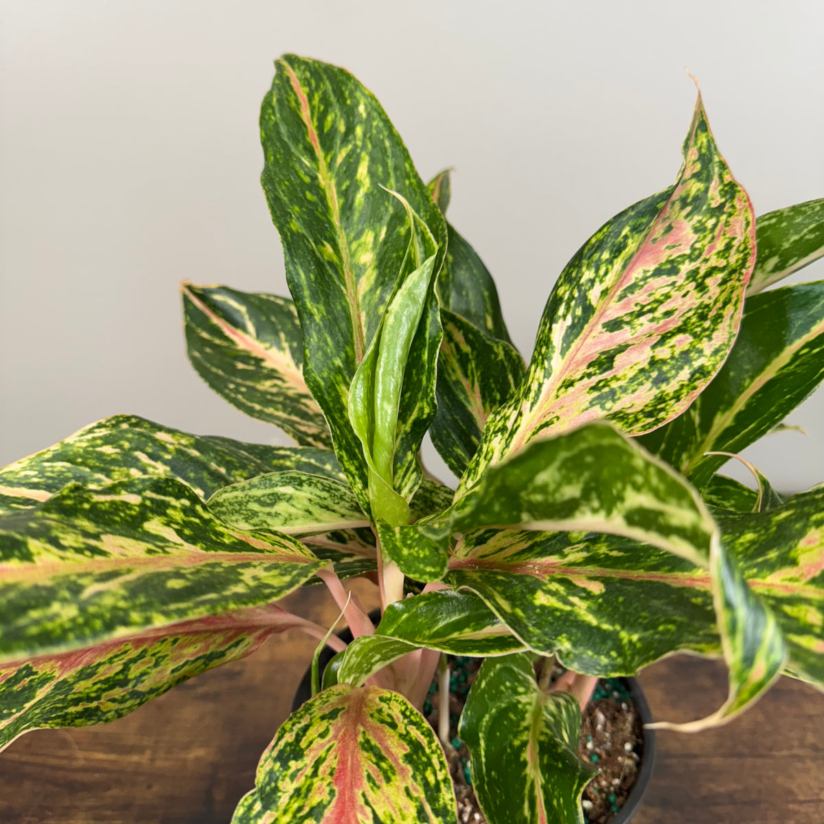 aglaonema sparkling Aglaonema 'Sparkling Sarah'
