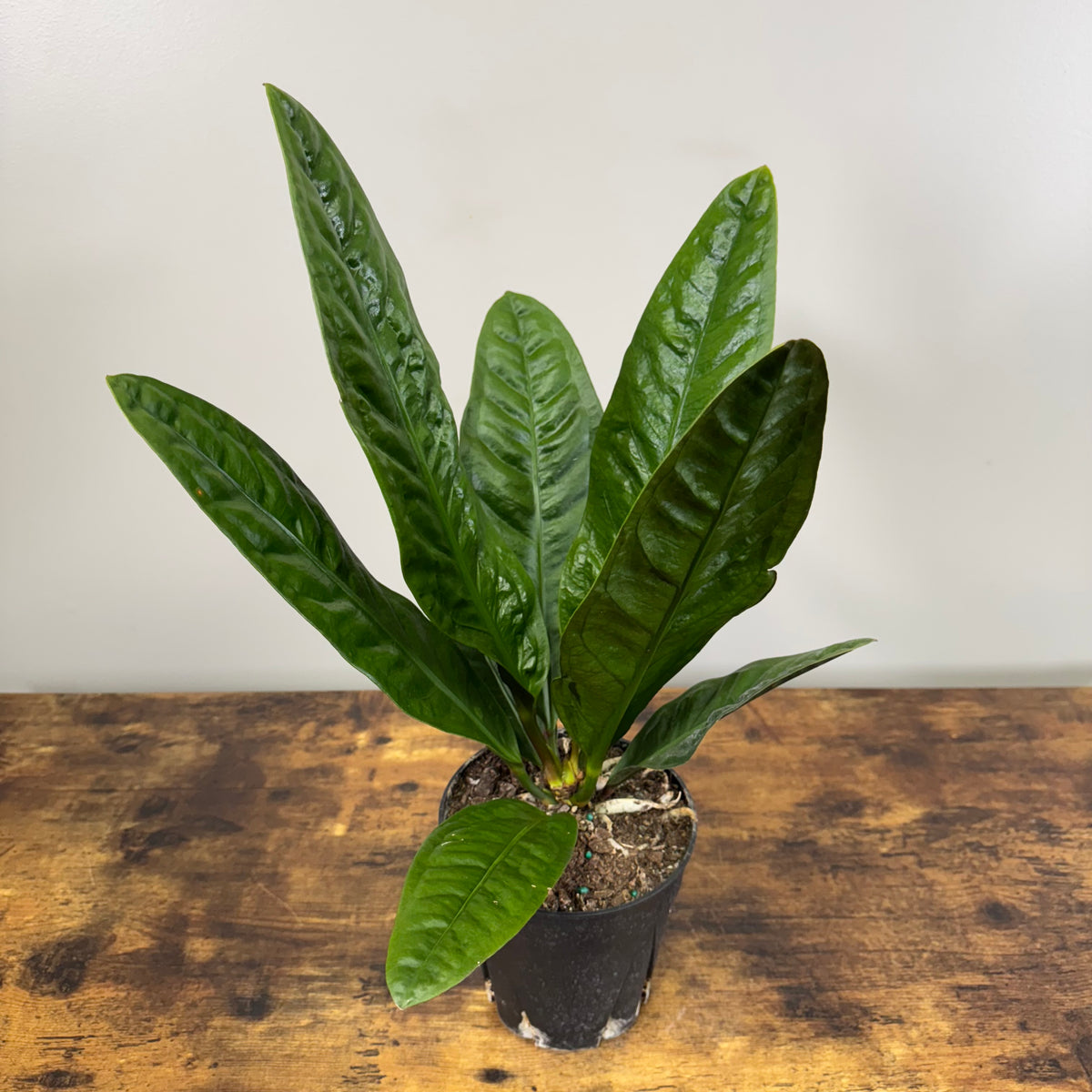 Anthurium 'Superbum' - Lush Tropical Foliage – Wasson Nursery