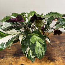 Load image into Gallery viewer, Calathea 'Stella'