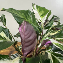 Load image into Gallery viewer, Calathea 'Stella'