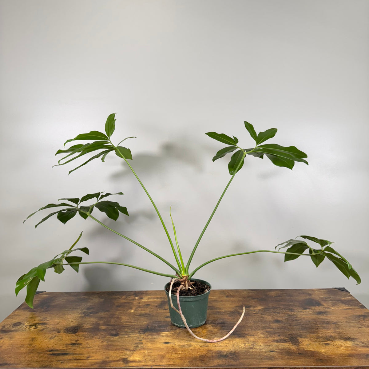 philodendron goeldii care Philodendron 'Goeldii' – Wasson Nursery