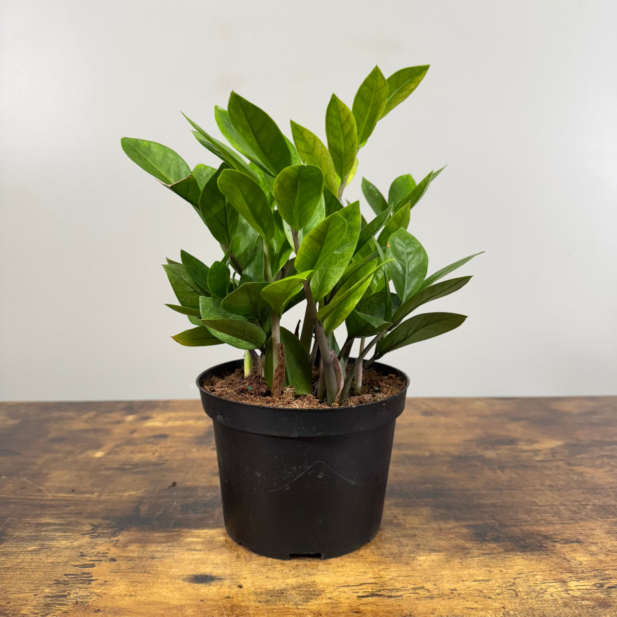 6in-ZZ-Plant-