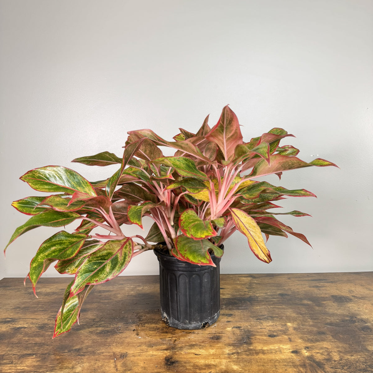 Aglaonema 'Jasper Jones' – Wasson Nursery