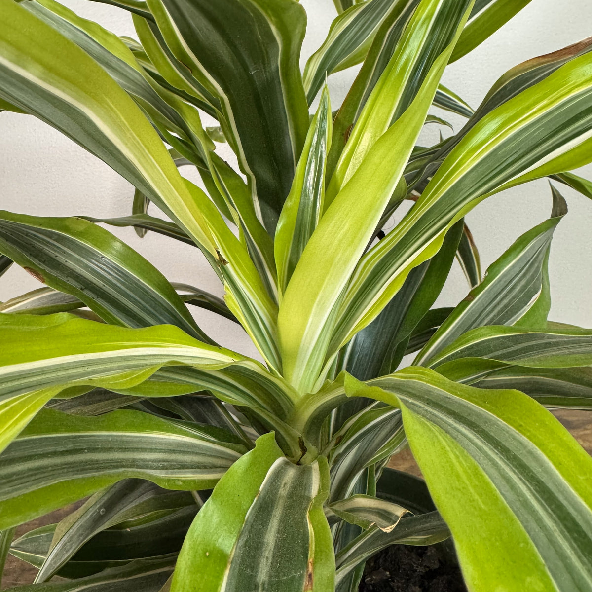 dracaena lemon lime bush Dracaena 'Lemon Lime'