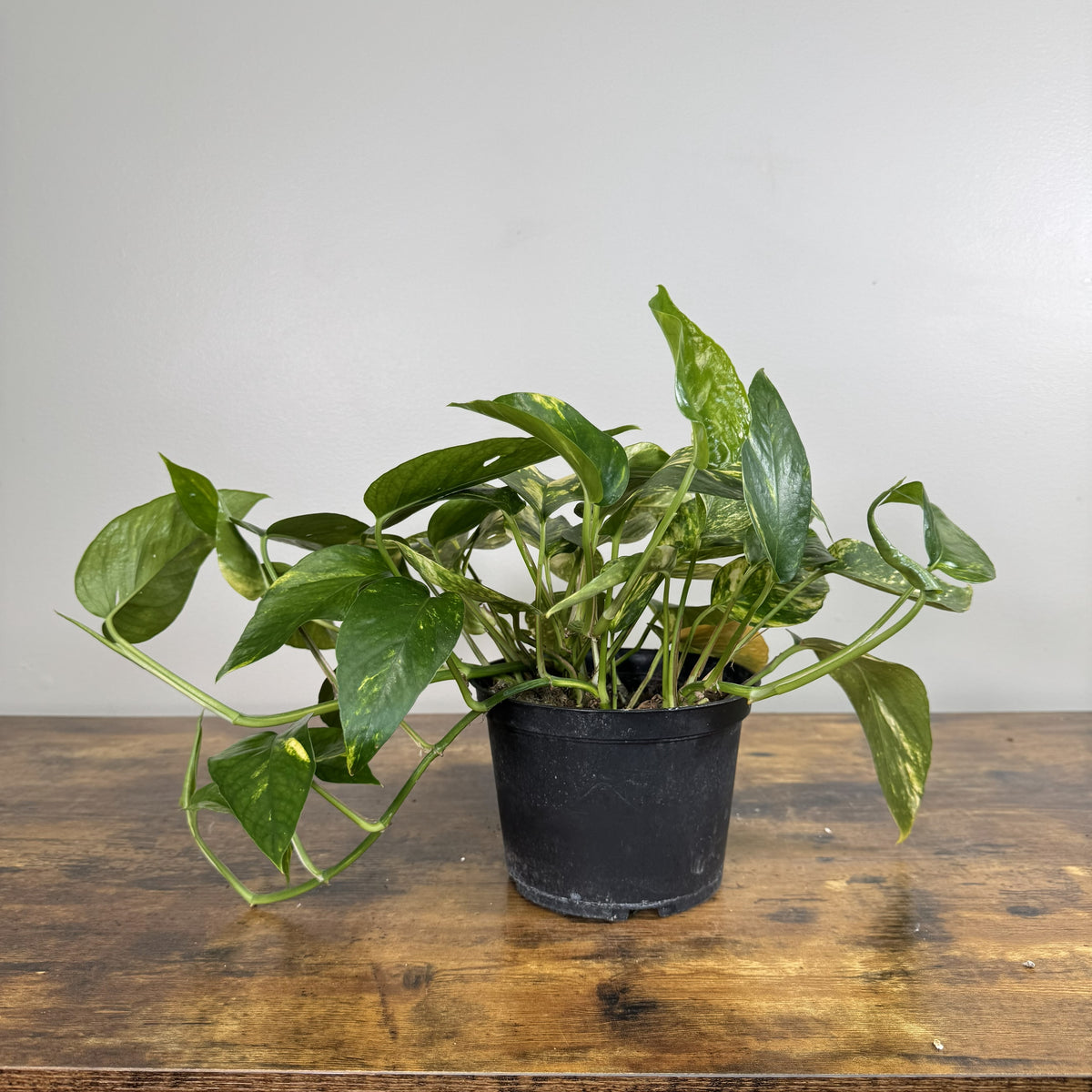 Epipremnum 'Sunburst' Pothos
