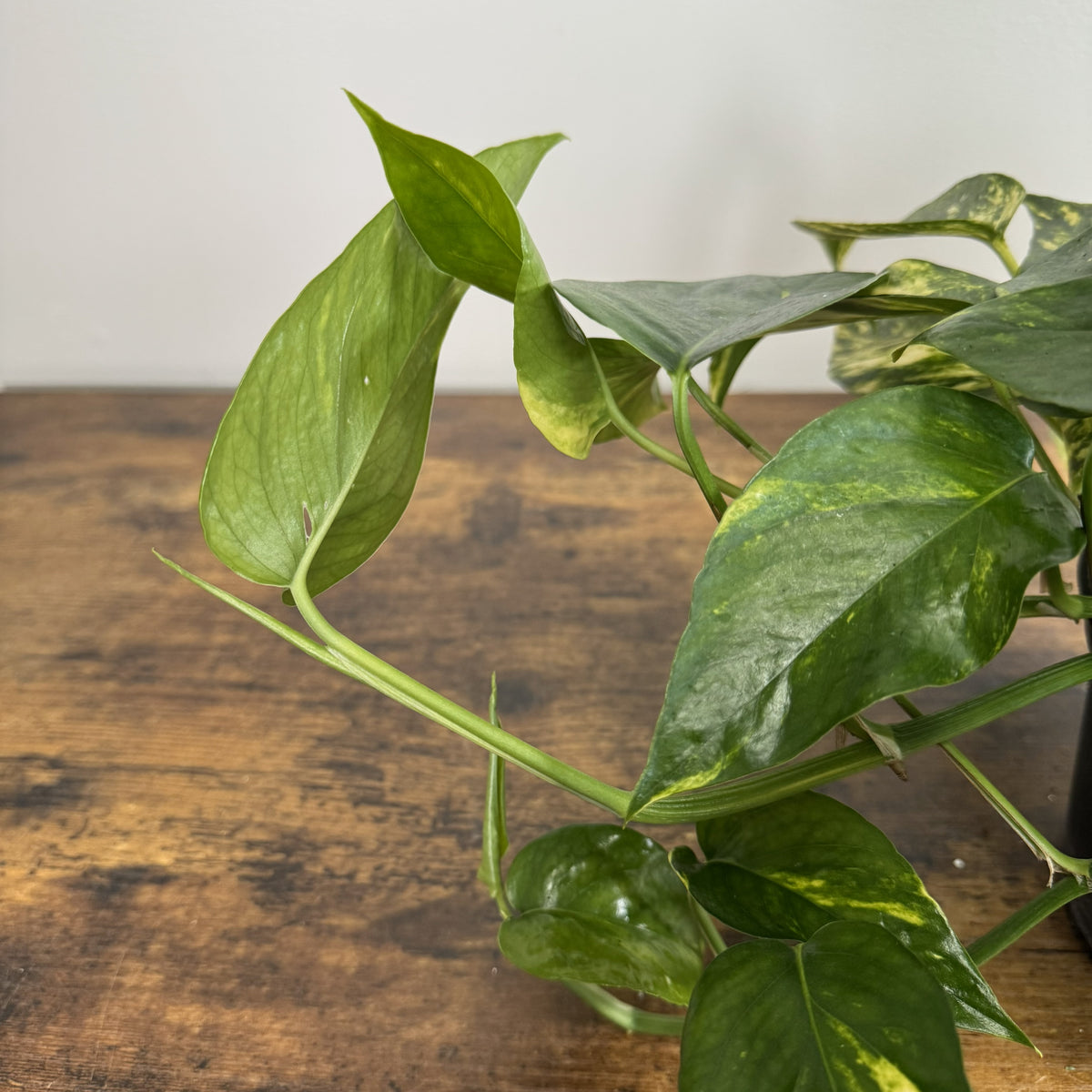 Epipremnum 'Sunburst' Pothos