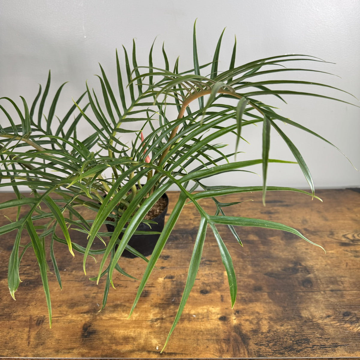 Philodendron 'Tortum': Exotic Fern-like Tropical Plant – Wasson Nursery