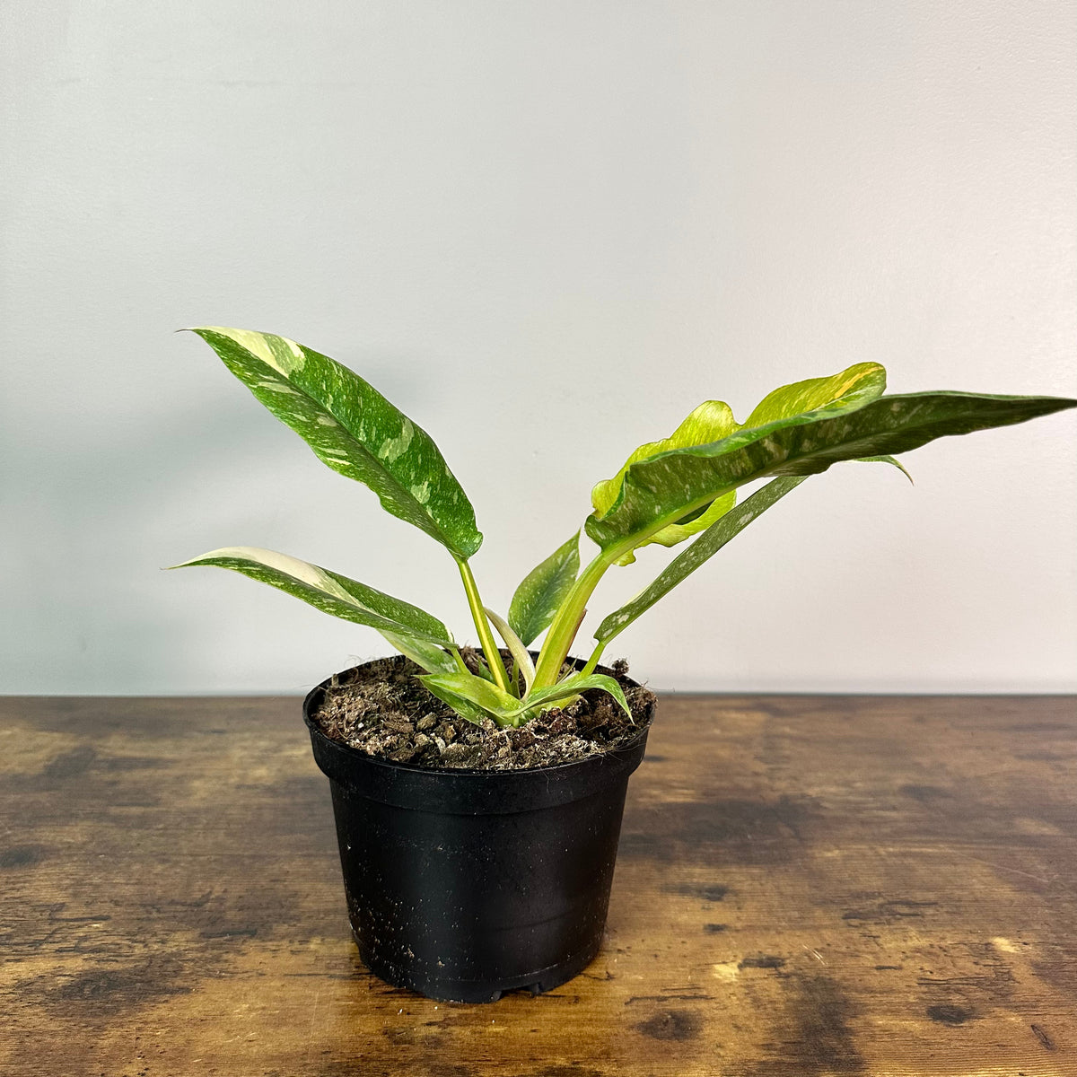 harga philodendron Philodendron 'Ring Of Fire'