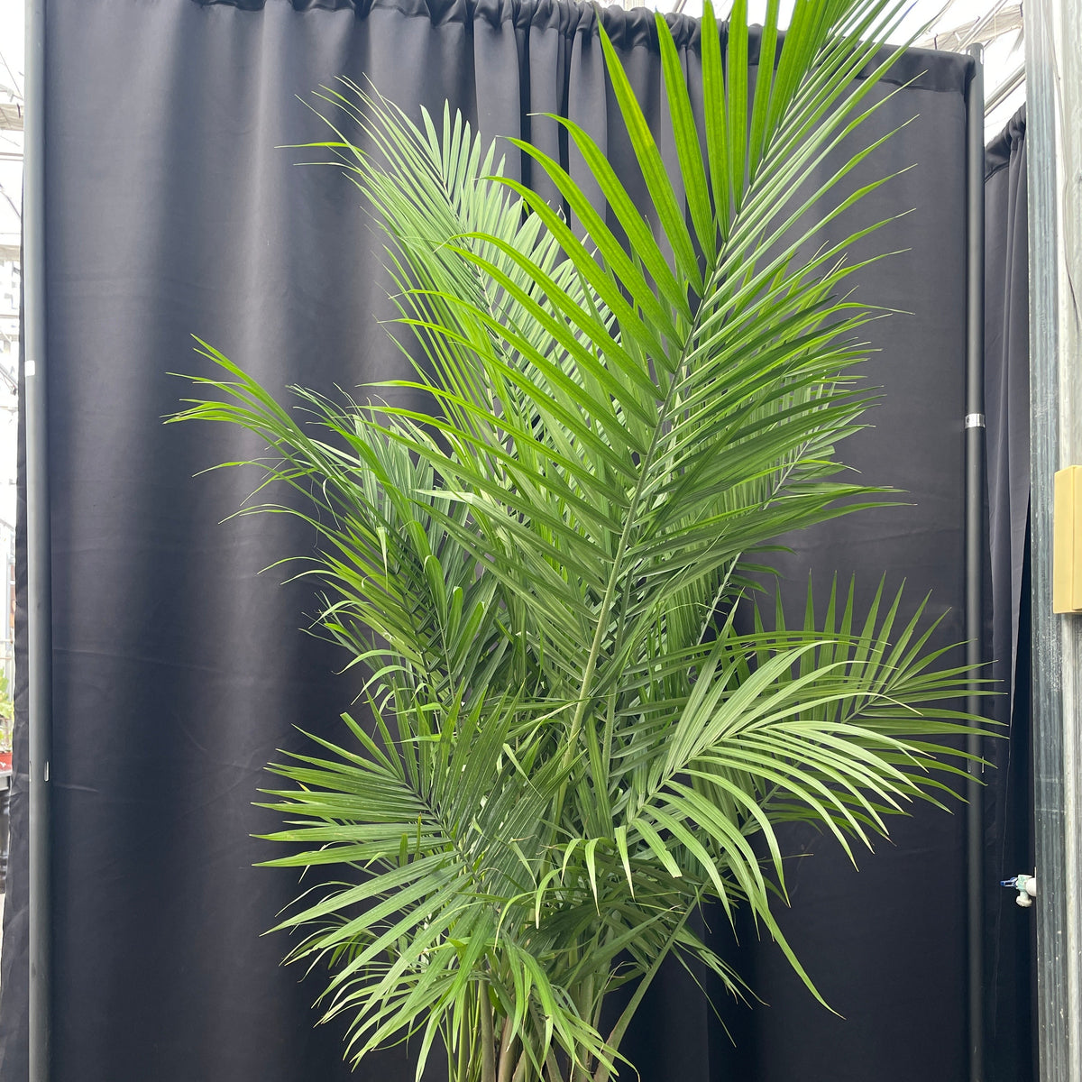 fancy majesty palm planter Majesty Palm