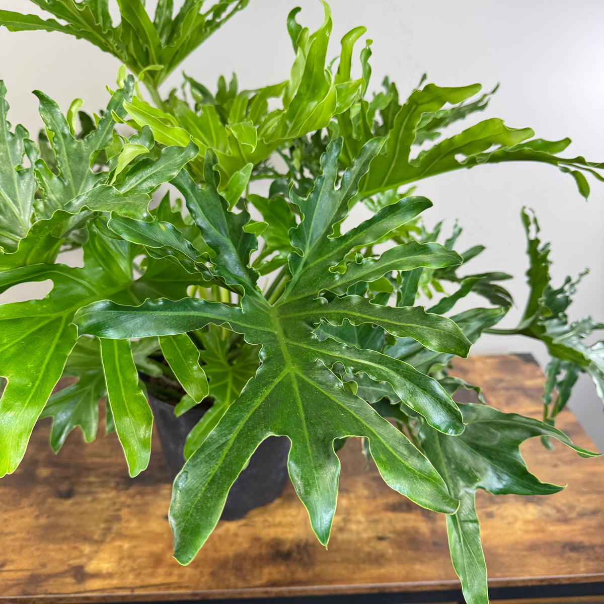 Philodendron Selloum 'Lickety Split'