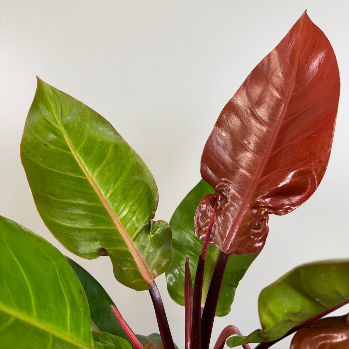 philodendron prince of Philodendron 'Prince of Orange'